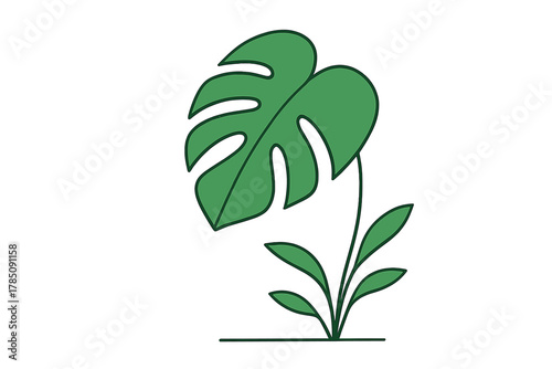 Minimalist green monstera deliciosa plant sprout isolated on white background