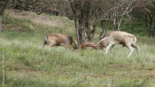 Mating season off the fallow deer with fights and burning deers.