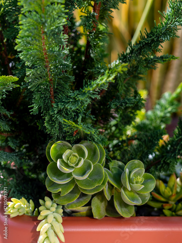 Succulents and conifer plants creating a vibrant green arrangement in a terracotta-colored planter, highlighting lush foliage and natural textures in a garden setting