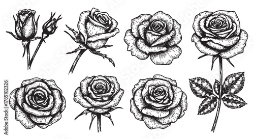 Set of eight intricately detailed black and white rose sketches, showcasing various stages of bloom and leaf patterns.