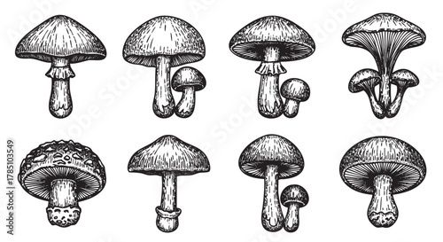 Black and white sketch of various mushroom types in detailed hand-drawn style, showcasing different shapes and textures.