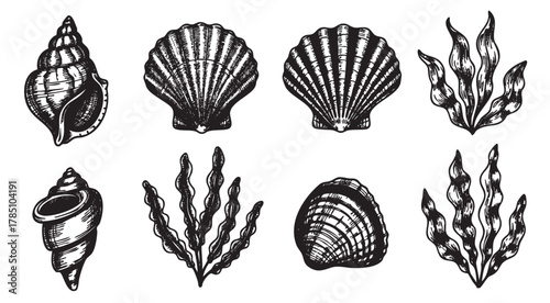 Black and white line art of various seashells and seaweed, showcasing intricate patterns and textures for marine-themed designs.