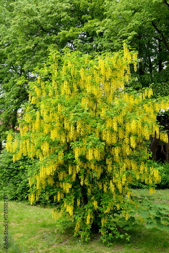 Wallpaper Mural Flowering bobovnik anagirovy (Laburnum anagyroides Medik.). General view of a young tree Torontodigital.ca
