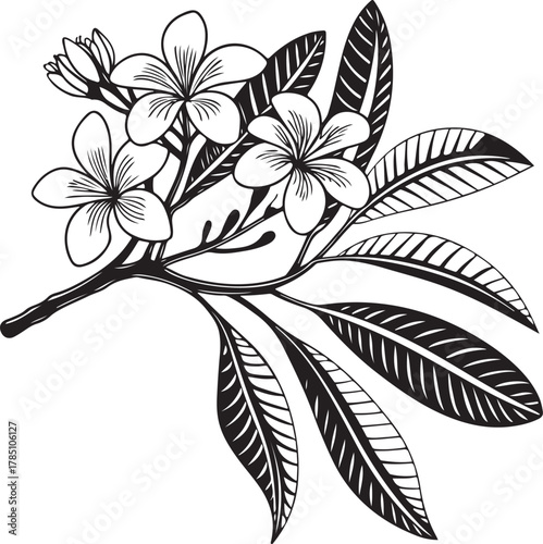Elegant plumeria flowers and leaves for stunning botanical designs, perfect for invitations and elegant stationery with a modern, minimalist aesthetic.