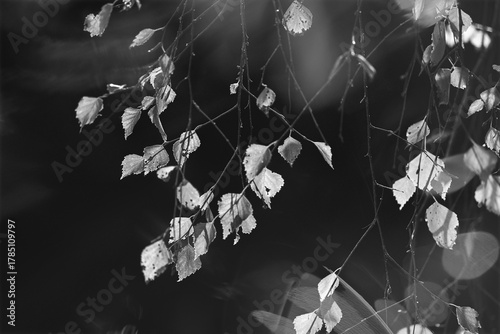 leaves on a black background
