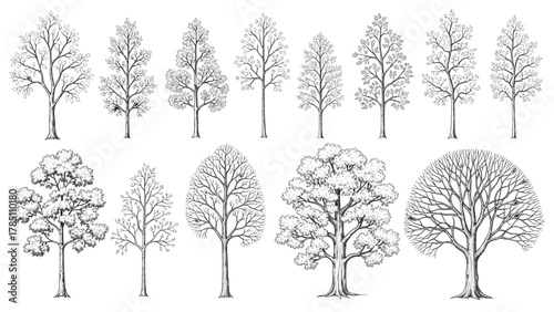 Vector illustration of collection of handdrawn tree illustrations in black and white on a white background