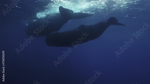 4K footage of sperm whales in the open ocean: pod behavior, deep dives, slow movement, and clear blue water. Ideal for documentaries, nature films, and educational projects.