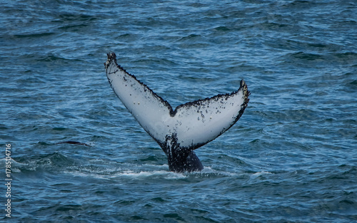 Humpback whale fluke