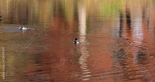 Mallard ducks swim on a lake and dry off itself during a calm autumn day, the reflections of tree are seen on the water surface
