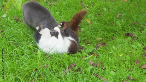 cats fight on grass, two cats bite hard and fight, beard of two cats for territory