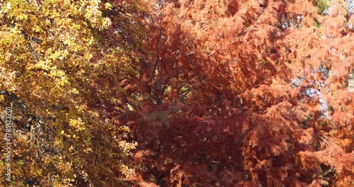 Dry leaves fall down from a tree in a autumn day