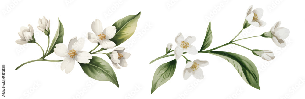 Obraz premium White watercolor jasmine flowers with leaves. Elegant botanical watercolor jasmine set for textile print.