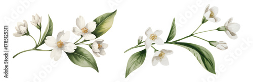 White watercolor jasmine flowers with leaves. Elegant botanical watercolor jasmine set for textile print.