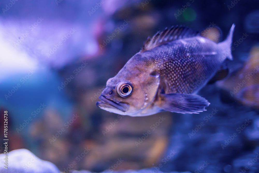 Fototapeta premium One fish close-up in the underwater world.