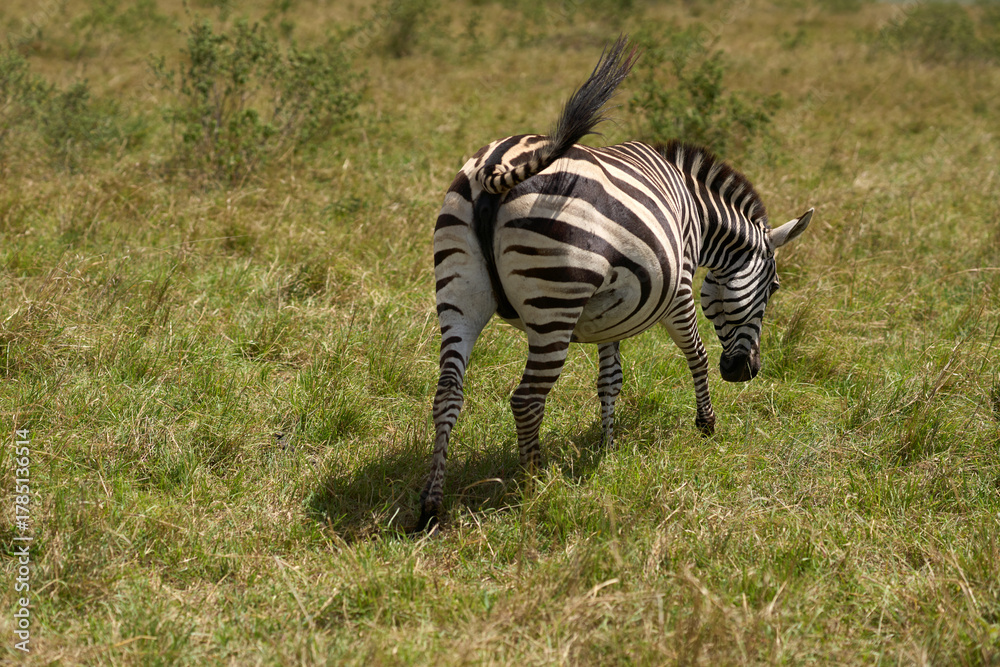 Obraz premium Zebras a road at Masai Mara