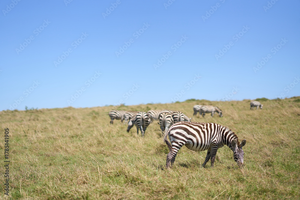 Obraz premium Zebras a road at Masai Mara