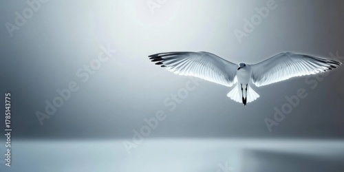Graceful seagull flying in minimalist sky with outstretched wings
