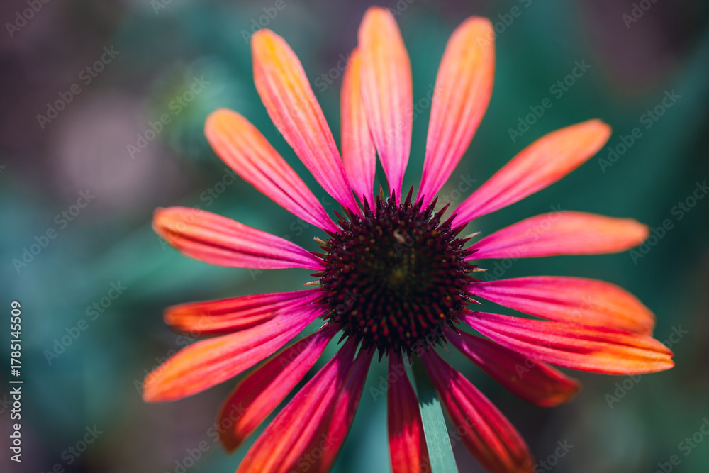 Obraz premium A close macro image of a daisy-like flower with radiant pink and orange petals