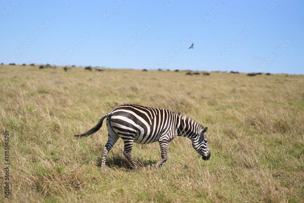 Obraz premium Zebras a road at Masai Mara