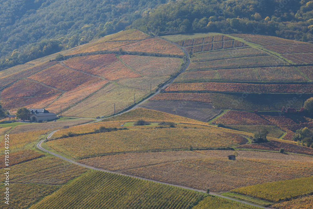Fototapeta premium parcelles de vignes aux couleurs de l'automne dans le Beaujolais au pied du Mont Brouilly