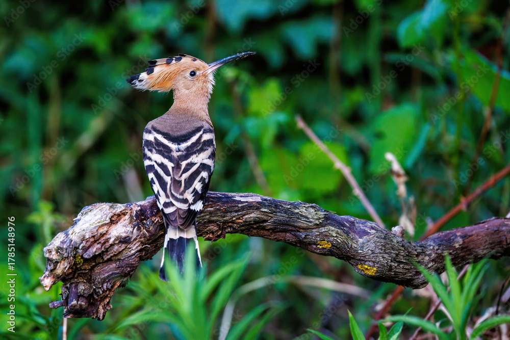 Fototapeta premium Wiedehopf (Upupa epops)