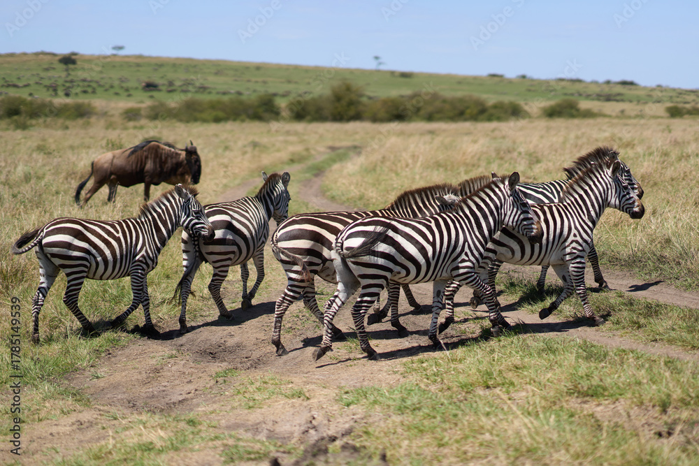 Fototapeta premium Zebra crossing a road at Masai Mara