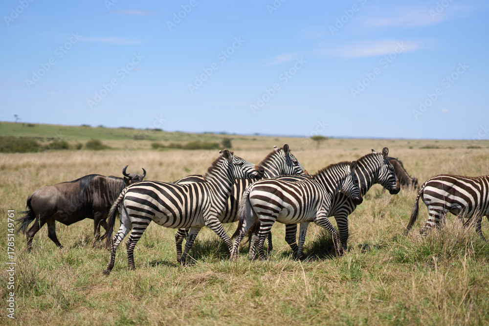 Fototapeta premium Zebras a road at Masai Mara