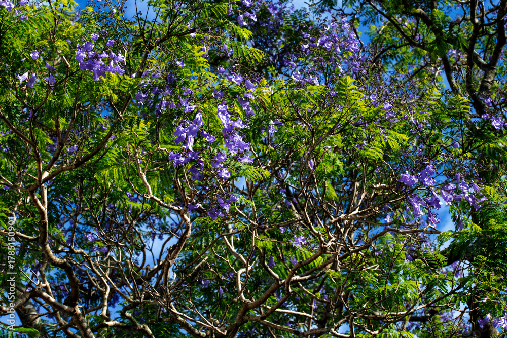 Fototapeta premium Jacaranda Bloom in Australia