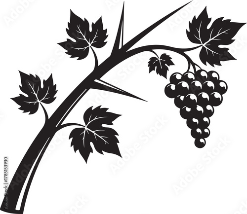 Vector illustration of black and white illustration of a grape vine branch with leaves and a bunch of grapes, isolated on white background