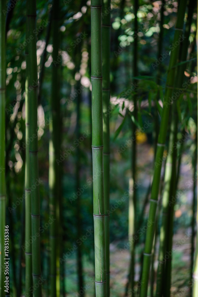 Obraz premium Close-up of Green Bamboo Stalks