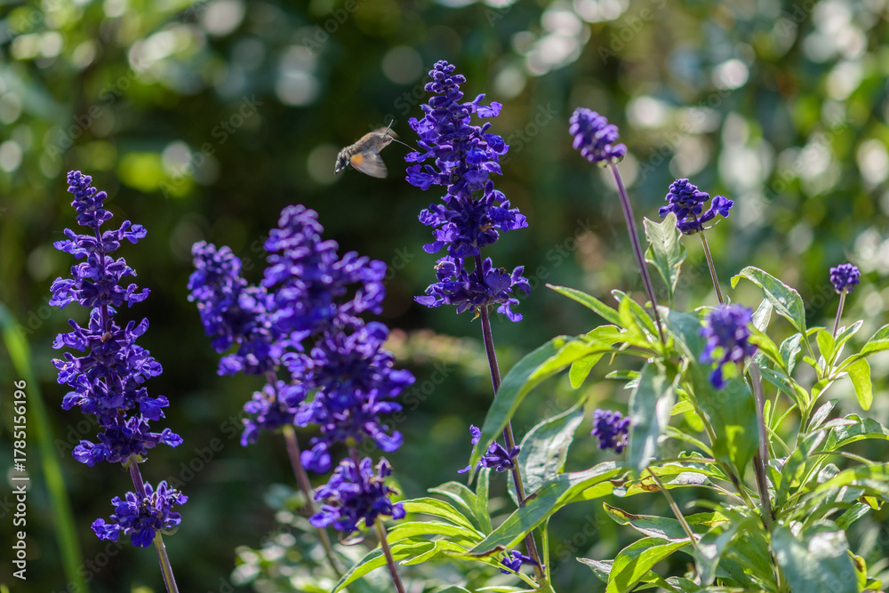 Fototapeta premium Hummingbird and Purple Flowers in Garden