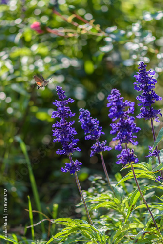 Close-Up of Vibrant Purple Heliotrope Flowers