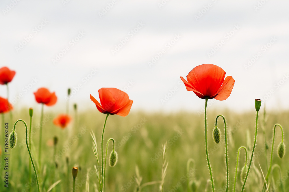 Obraz premium Remembrance Day Canada Poppy Field Widescreen Banner with Calm Sky and Negative Space