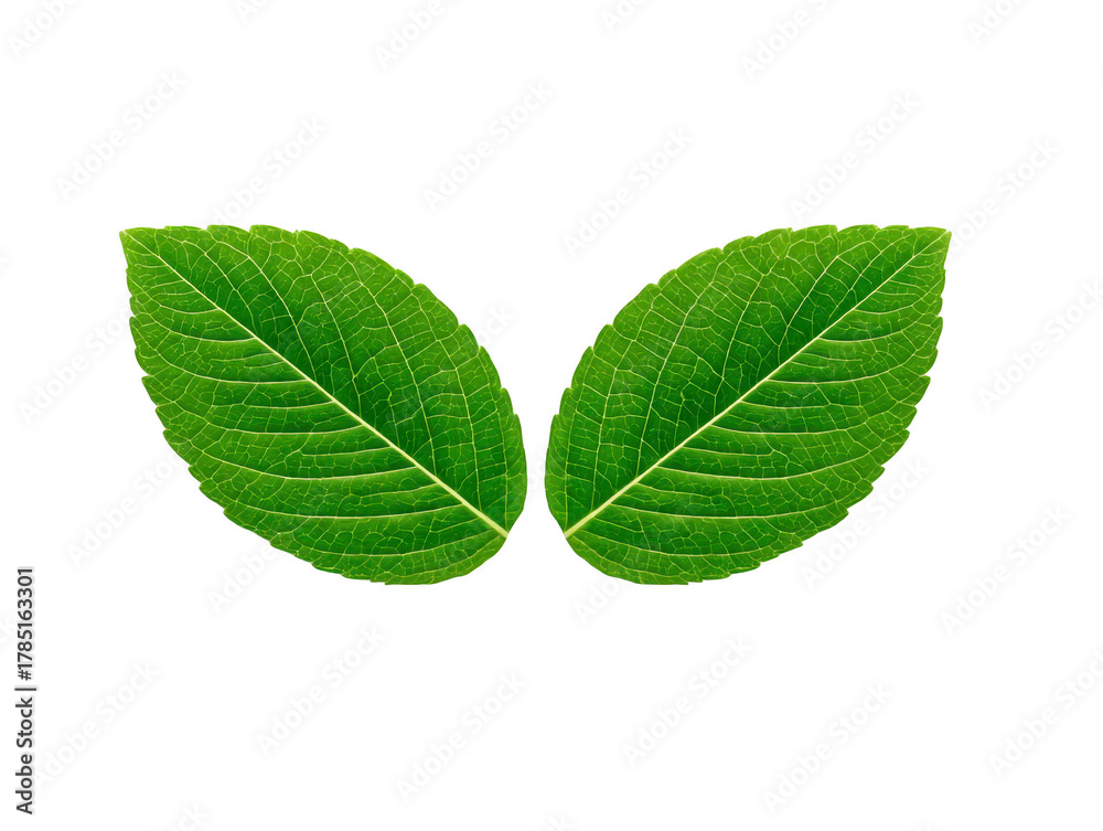 Obraz premium Green leaf pair isolated on transparency background, showing detailed veins and natural texture, symbolizing freshness, nature, and eco friendly concepts, perfect for botanical or organic themes