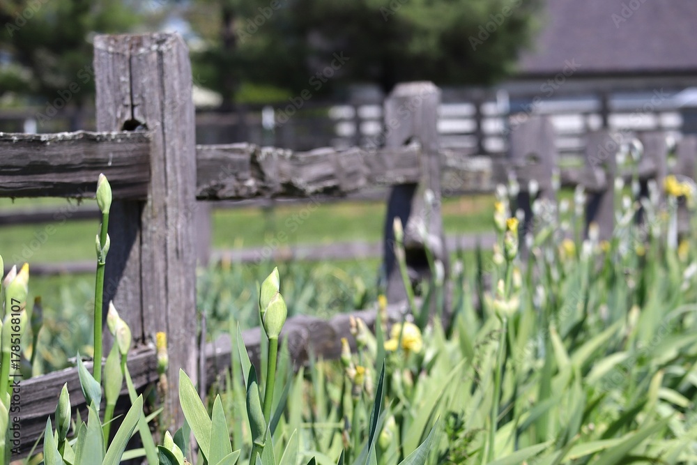 Obraz premium fence and grass