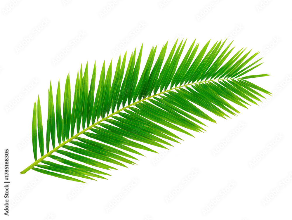 Obraz premium Tropical palm leaf isolated on transparent background, vibrant green color, natural botanical element, summer decoration, fresh foliage, exotic plant, relaxation vibe