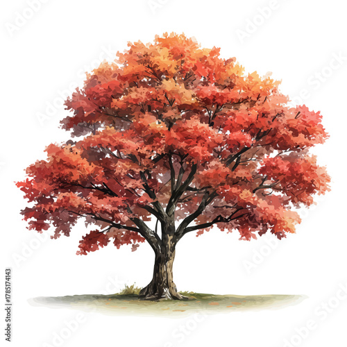 Watercolor vector illustration of Maple Tree, isolated on white background.