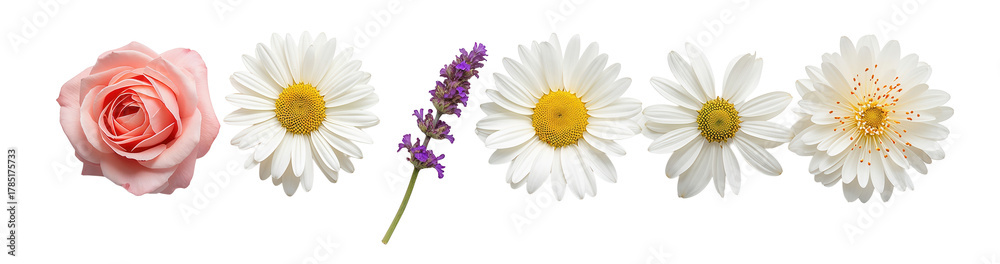 Fototapeta premium A simple row of different flowers featuring rose, chamomile and lavender against a transparent background.