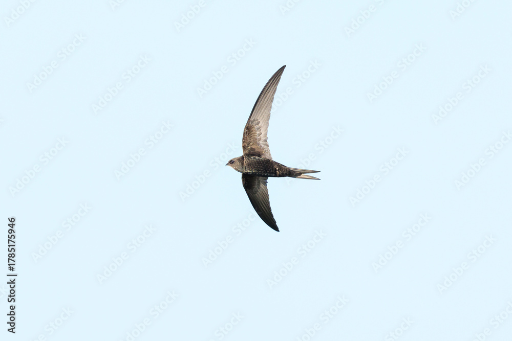 Fototapeta premium Common swift Apus apus, swallow bird in flight