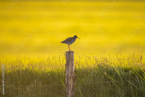 Common redshank tringa totanus in farmland
