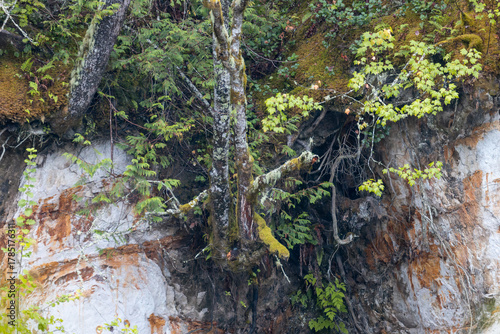 Trees Growing from Cliffside in Pacific Northwest
