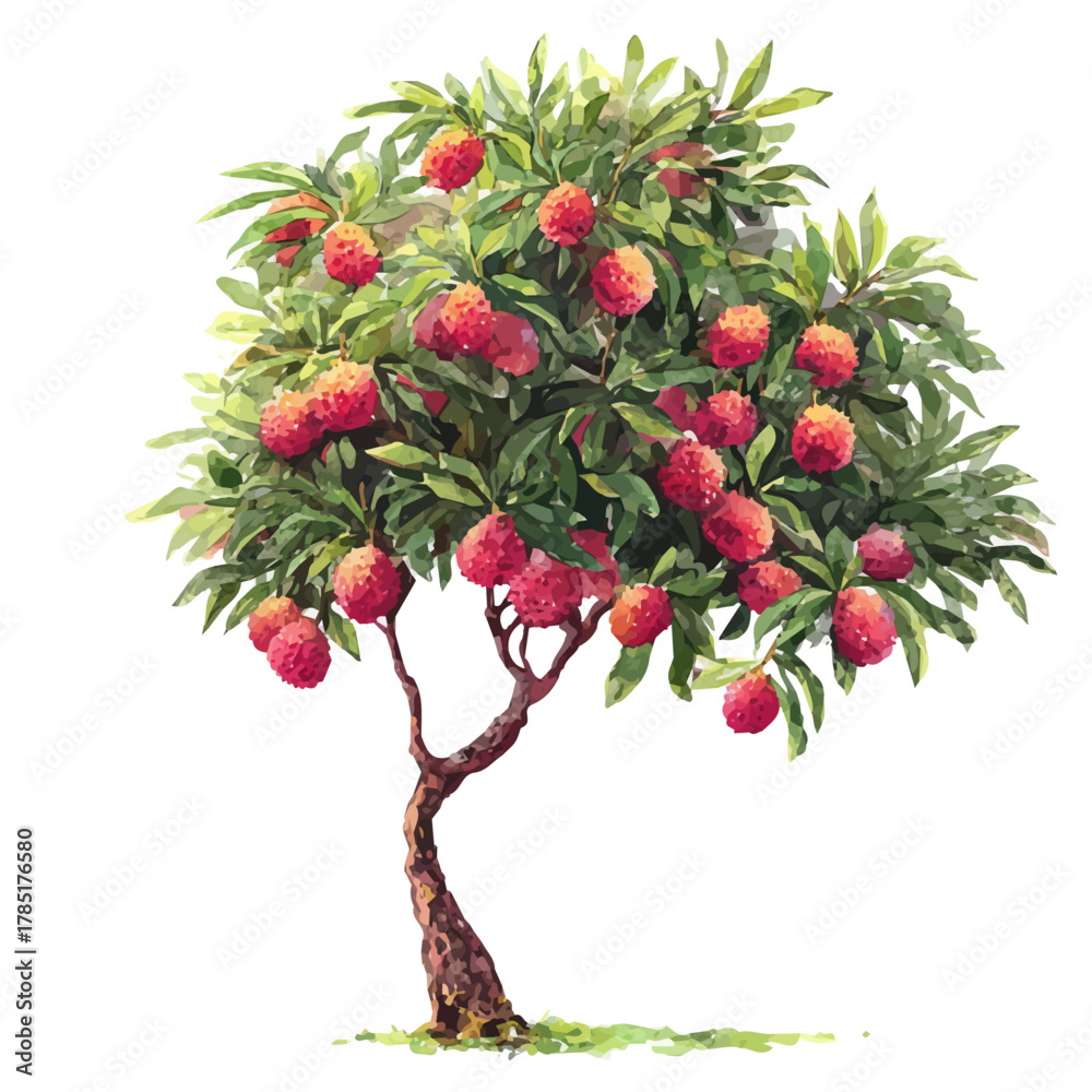Obraz premium A watercolor painting of Lychee Tree, vector illustration on white background.