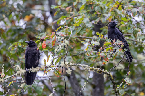 Two crows perched on moss-covered branches in a rainy forest