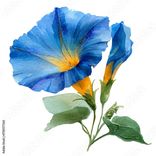 A watercolor painting of Morning Glory Flower, vector illustration on white background.