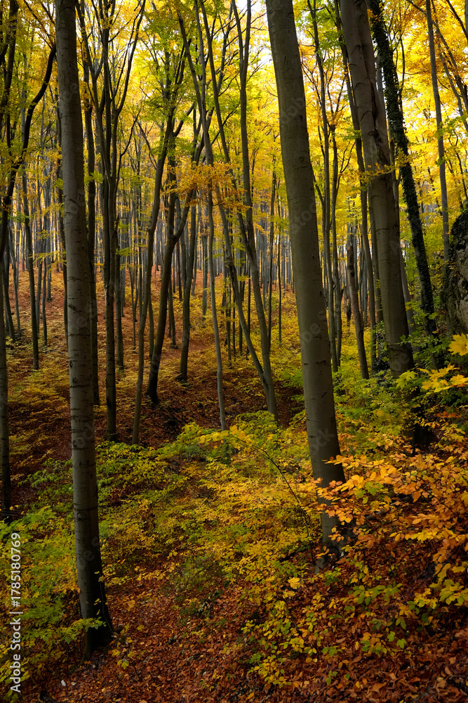 Fototapeta premium Beech Forest and Rocks in the Autumn Sun