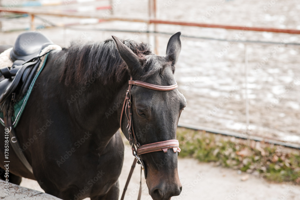Fototapeta premium Close-up portrait of a dark brown horse wearing a bridle and saddle, standing in an outdoor equestrian arena