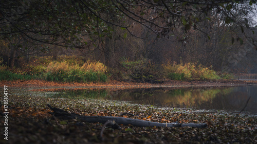 Autumn forest lake with reflections of trees and reeds on calm water, scenic nature landscape in warm tones