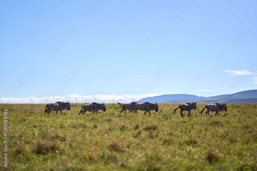 Obraz premium Wildebeest at Masair Mara National Park