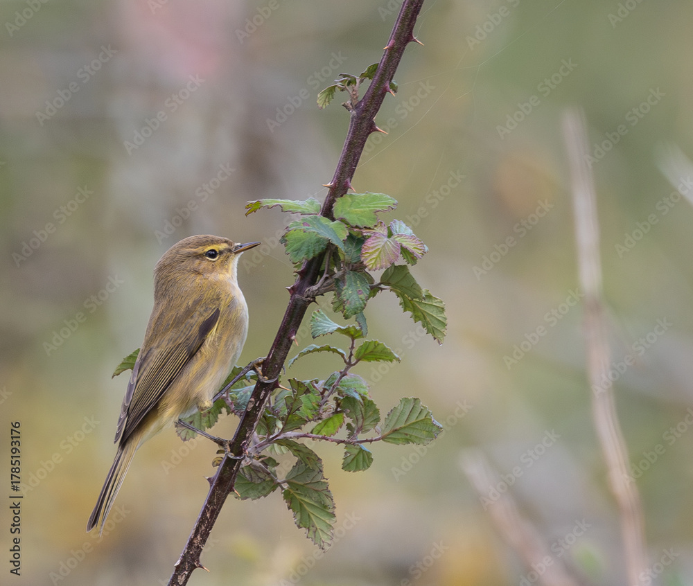Obraz premium Out on a morning photo hunt, observing stonechats, warblers, chiffchaffs, goldfinches...