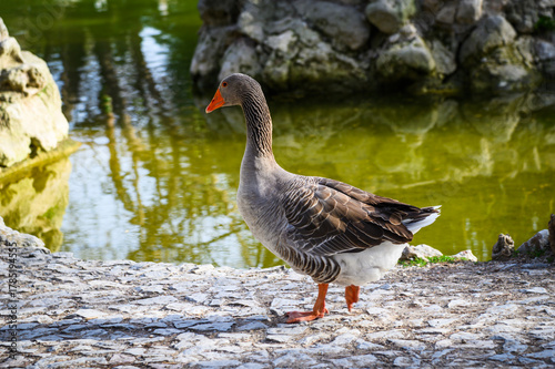 Grecja, Ateny. Gęś w National Garden 